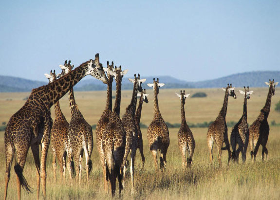 Groupe de girafes dans le Serengeti