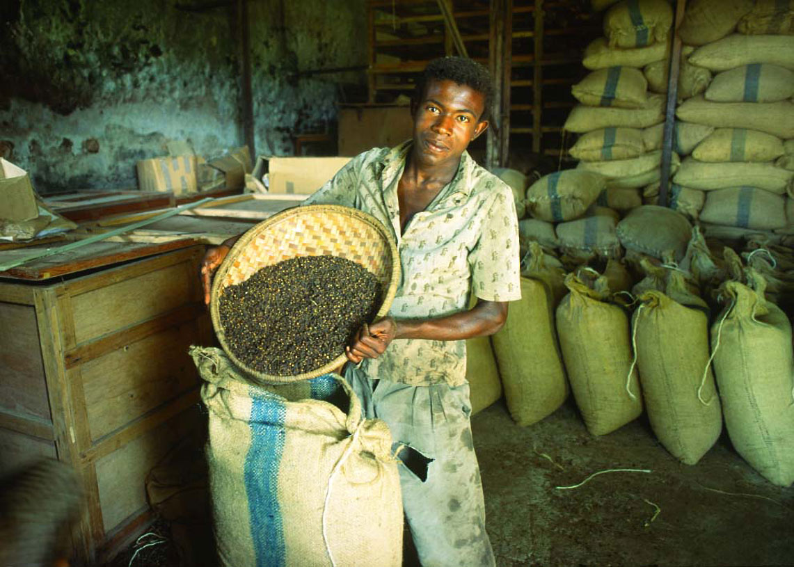récolte des clous de girofle