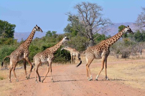 Safari en Zambie dans le parc de South Luangwa