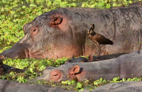 Safari en Zambie dans le parc de South Luangwa