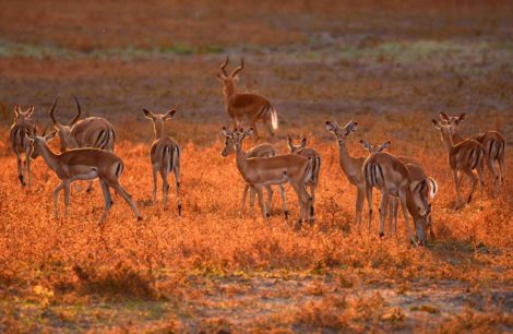 Safari en Zambie dans le parc de South Luangwa
