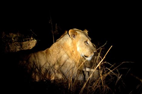 Safari en Zambie dans le parc de South Luangwa