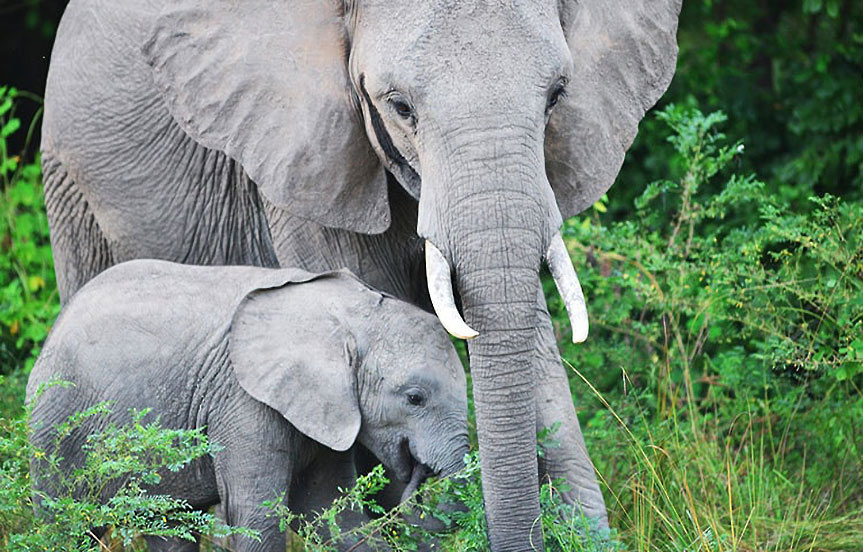 Rangers African Parks