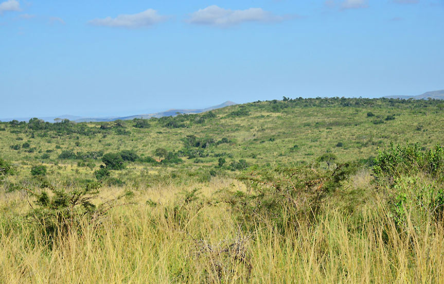 safari en Afrique du Sud