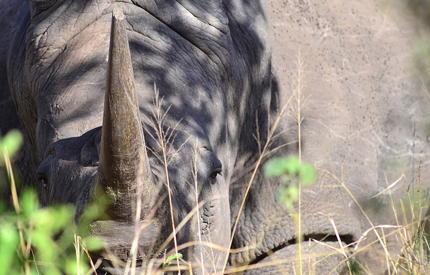 safari en Afrique du Sud