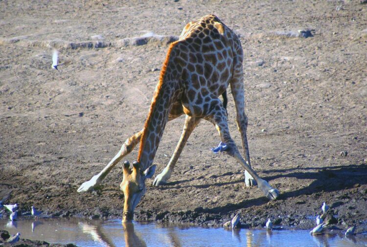 parc national d'Etosha